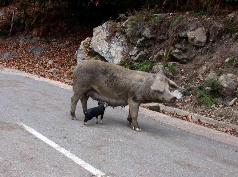 Suini corsi....e altri animali